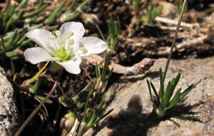 Sagina pilifera